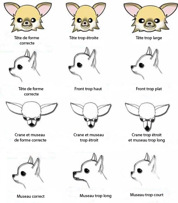 tete ideale chihuahua